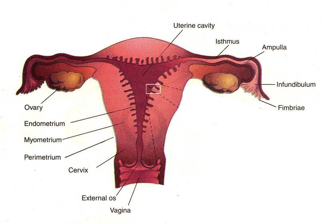 Image: https://us.v-cdn.net/5019667/uploads/editor/ls/dmnfjatdl28g.jpg