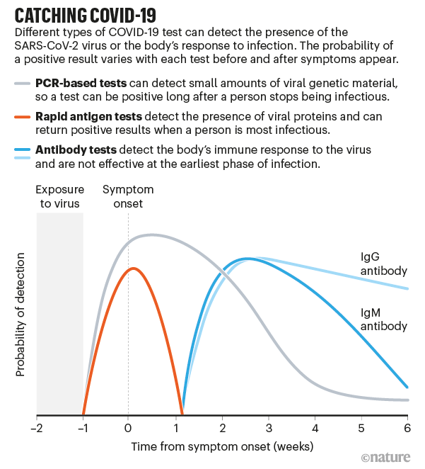 Image: https://media.nature.com/lw800/magazine-assets/d41586-020-02661-2/d41586-020-02661-2_18385362.png A graph showing the probability of detection over time of three different types of COVID-19 test