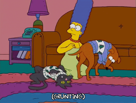 Image: https://media1.giphy.com/media/l2Jef3UAa9JMBZNW8/giphy.gif biting homer simpson GIF